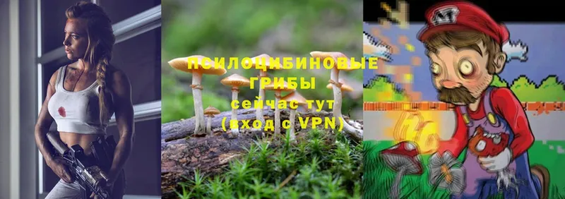 наркошоп  Кодинск  Галлюциногенные грибы Magic Shrooms 